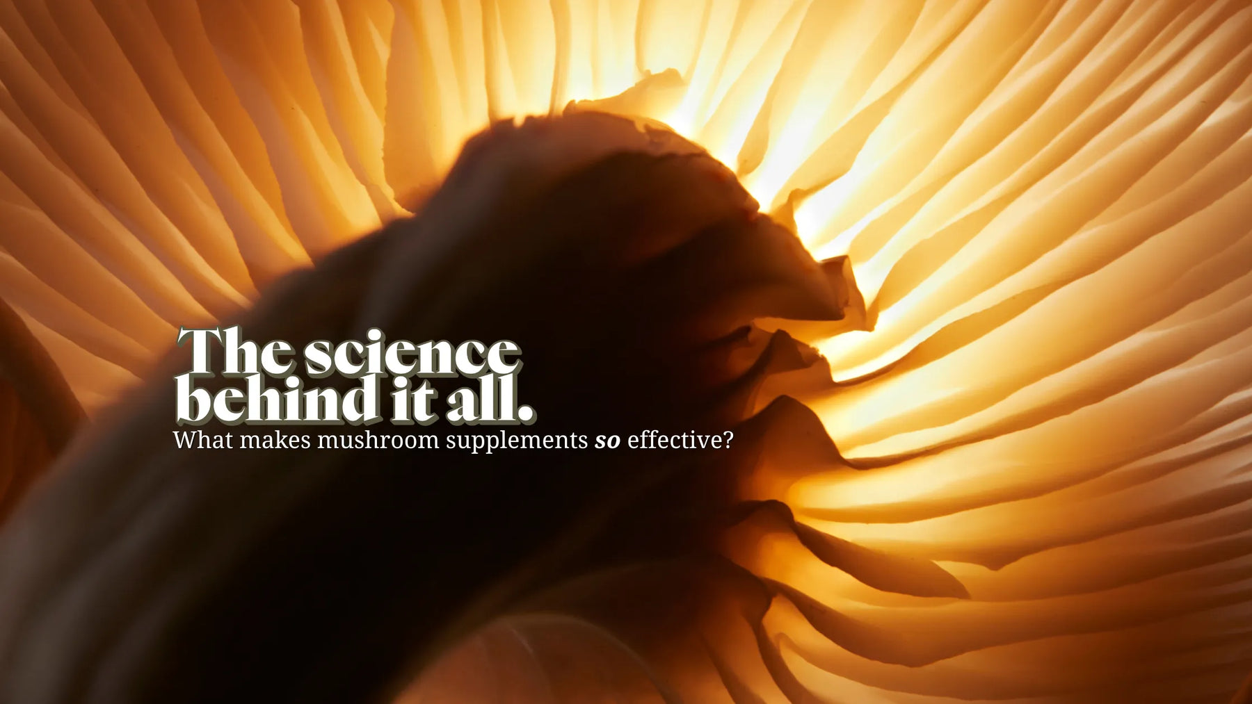 Functional Lyfe Blog – The Science Behind It All: Close-up of glowing mushroom gills with text overlay about the science behind mushroom supplements.
