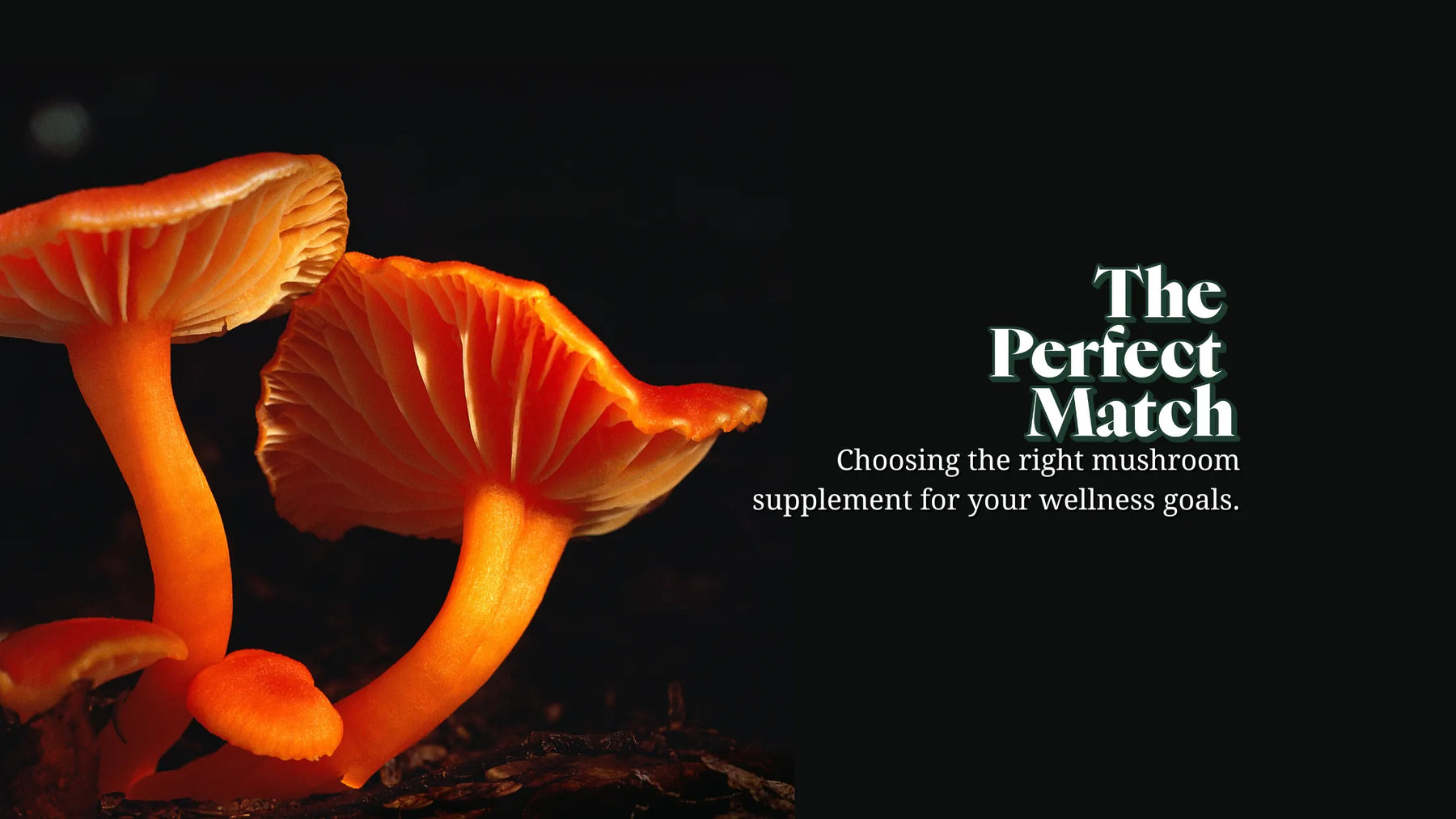 Functional Lyfe Blog – The Perfect Match: Two bright orange mushrooms against a black background, highlighting the search for the ideal mushroom supplement.
